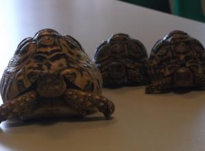 Summer Holidays Week 4: Trampolines, Turtles and trips to the beach