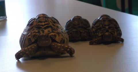 Summer Holidays Week 4: Trampolines, Turtles and trips to the beach